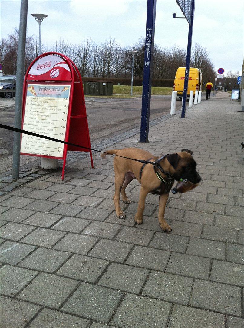 Blanding af racer Paco - Mmm det var godt du kastede den mormor, den skal jeg da have med mig. :D billede 12
