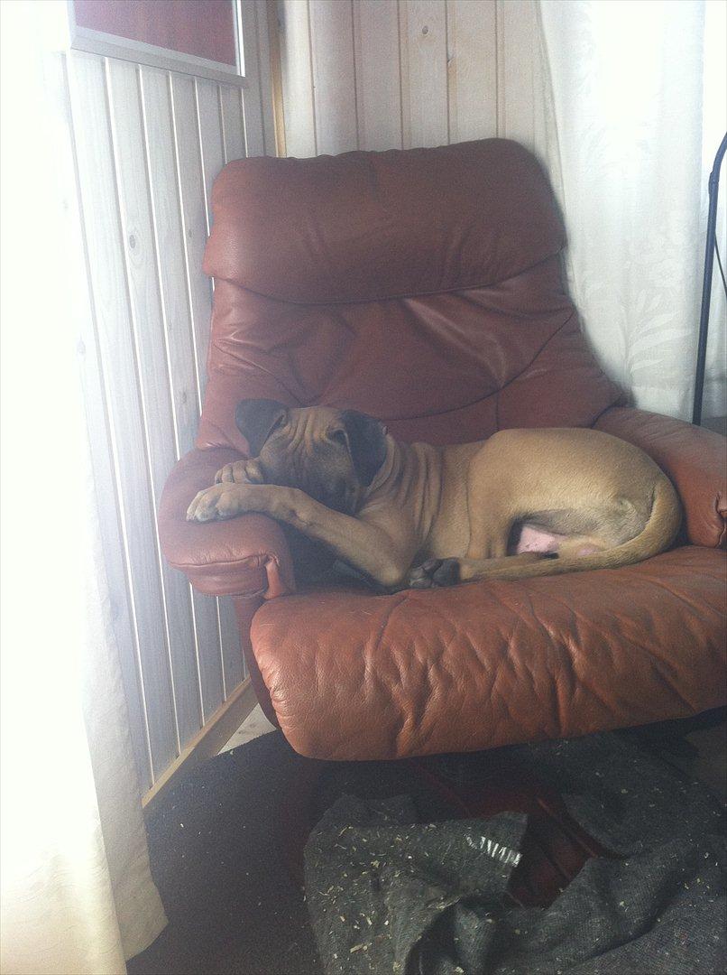 Blanding af racer Paco - Ej helt ærlig mor, jeg ligger altså og soveeer, jaaa men du er sgu så sød når du sover. ;) billede 13