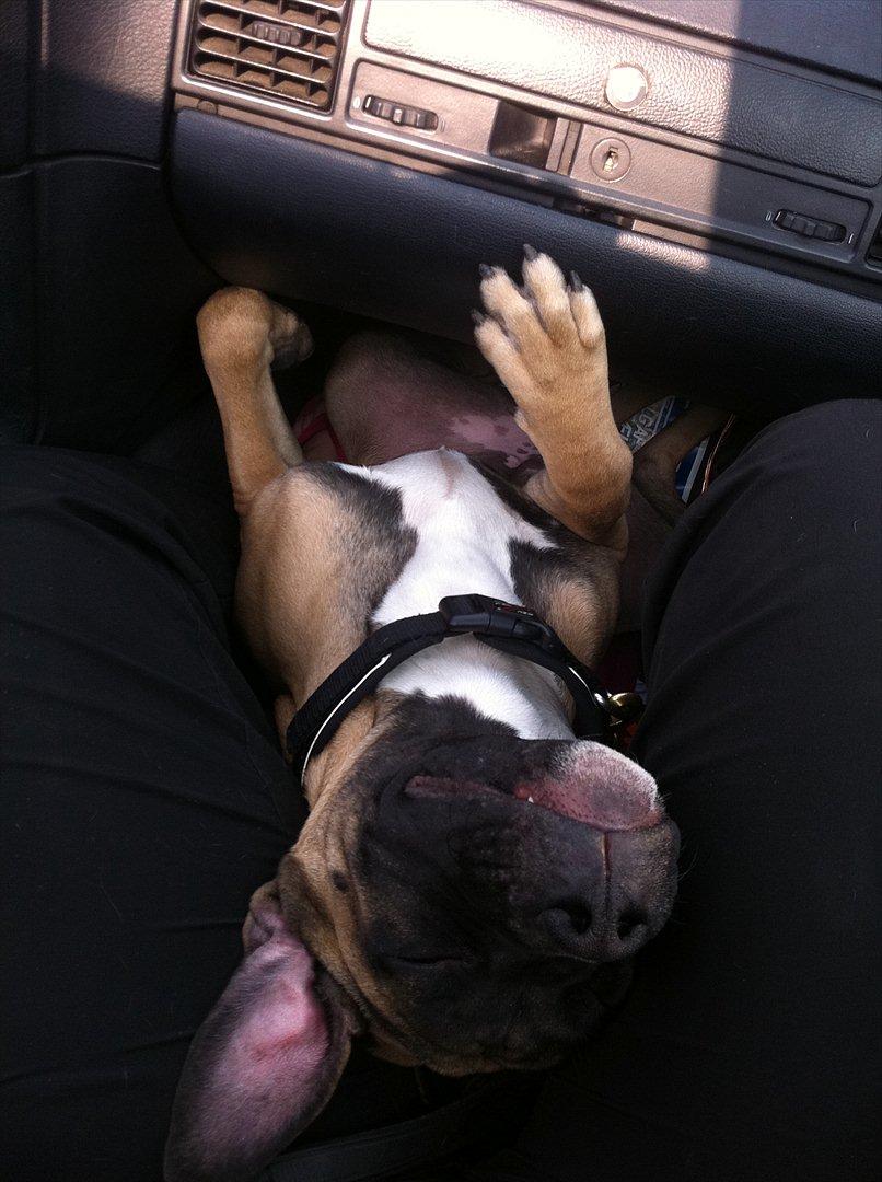 Blanding af racer Paco - Arh sover godt sådan her, hvordan kan du dog sove når du ligger sådan hund det forstå jeg altså ikke. :D billede 14