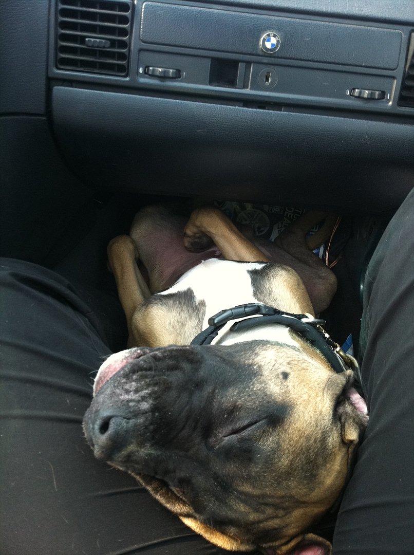 Blanding af racer Paco - Arh det bliver bedere og bedere, ej nu må du altså lige paco du er altså ikke helt normal. :D billede 15