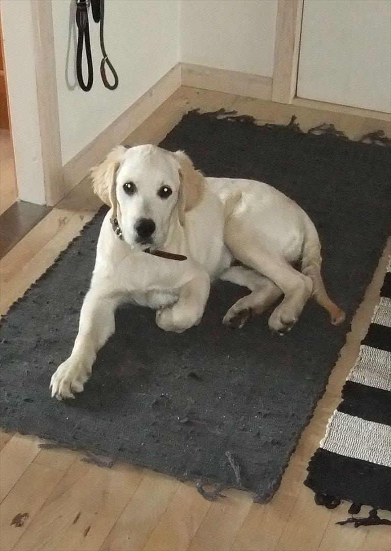 Golden retriever Baloo billede 1