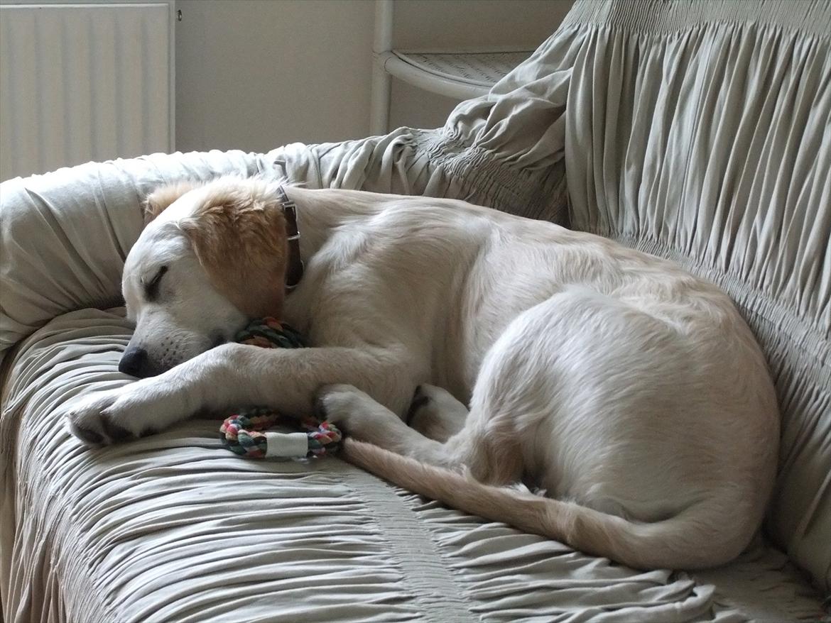 Golden retriever Baloo billede 2