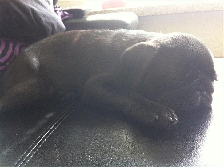 Mops Theia (Zita) - Træt lille pige - knap 14 uger billede 17