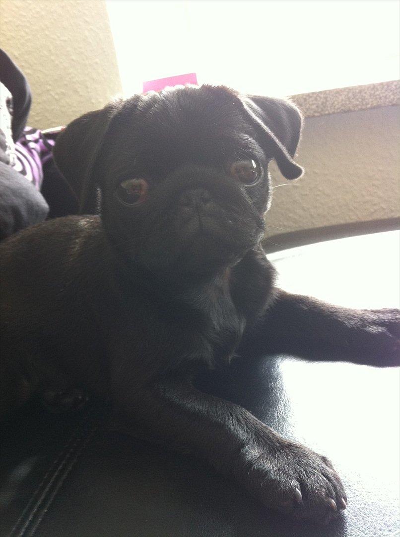 Mops Theia (Zita) - knap 14 uger billede 18