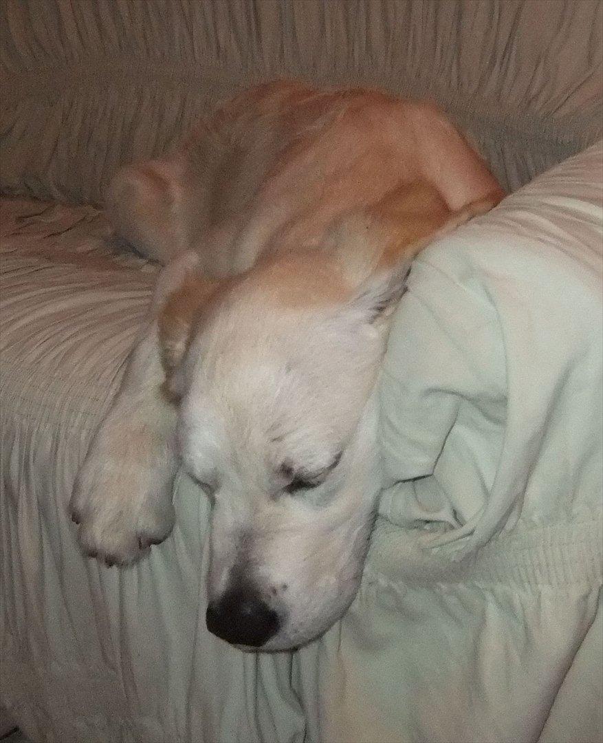 Golden retriever Baloo billede 4