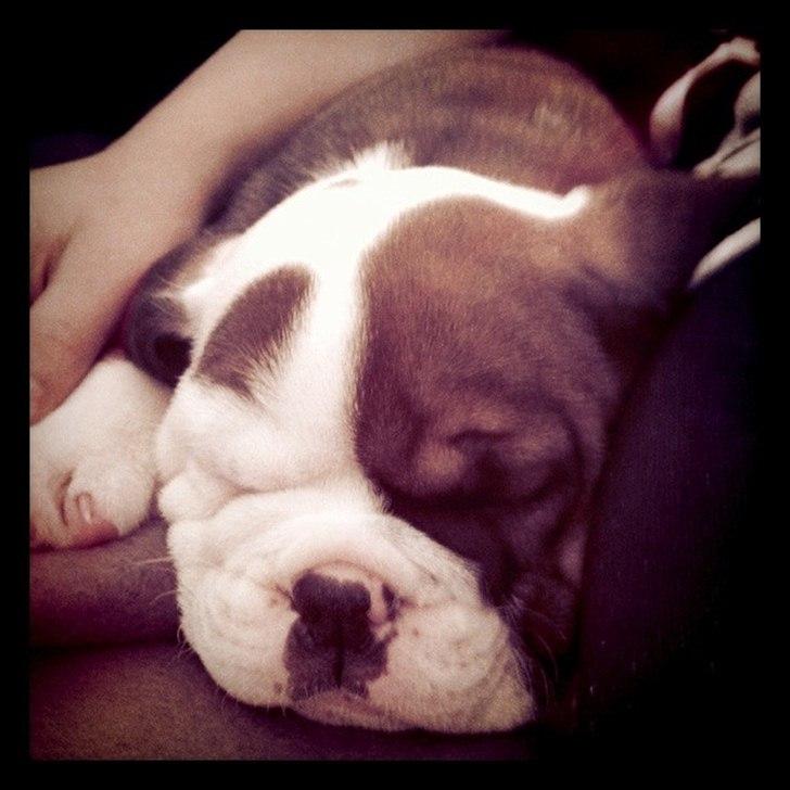 Engelsk bulldog Emma billede 1