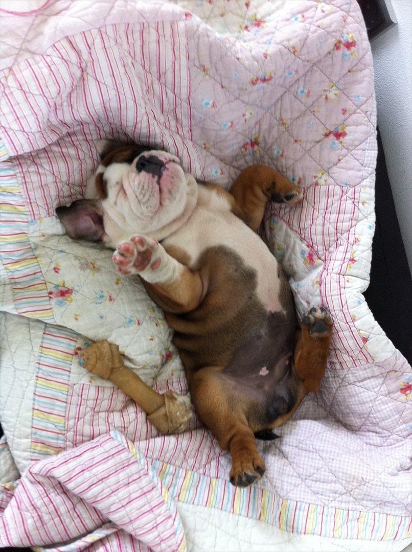 Engelsk bulldog Emma billede 2