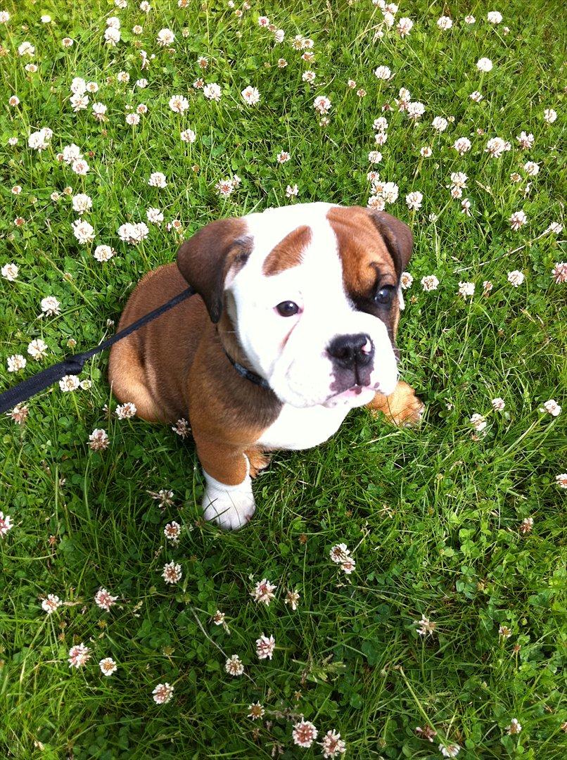 Engelsk bulldog Emma billede 3