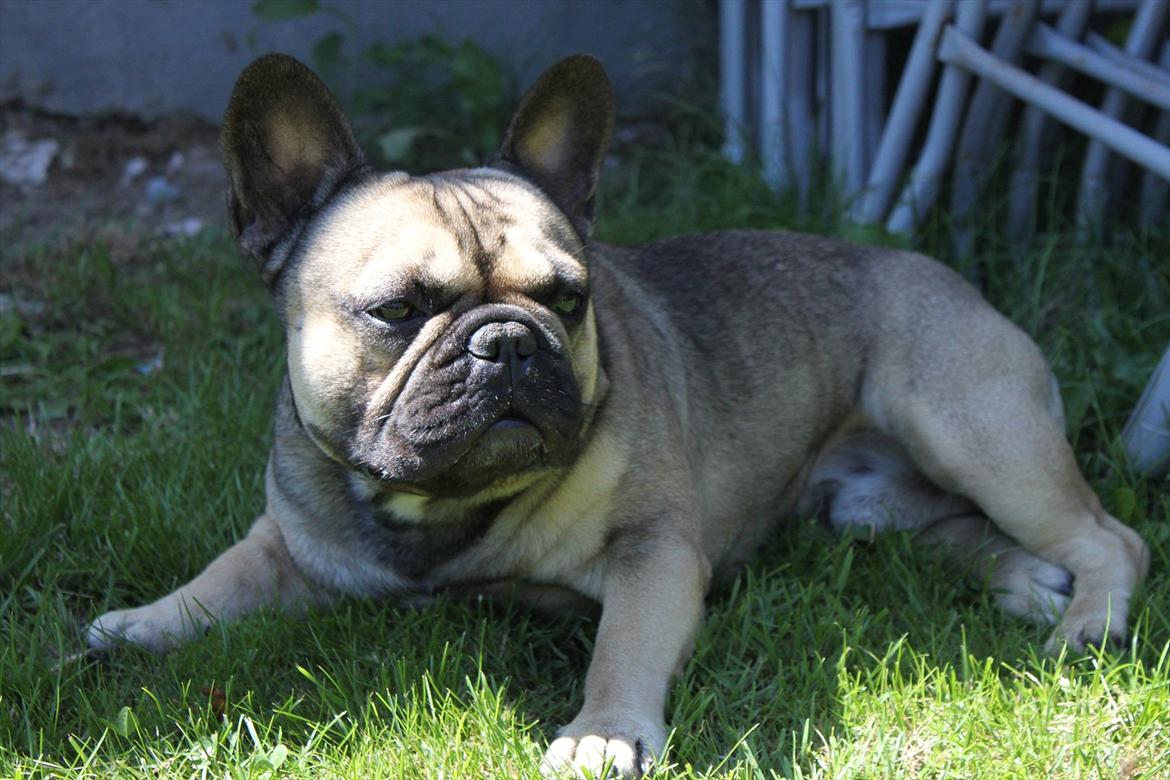 Fransk bulldog Carlo The CharmingBulldog - "Det blev hårdt i denne varme! En eller anden, giv mig min vandskål !!" billede 13