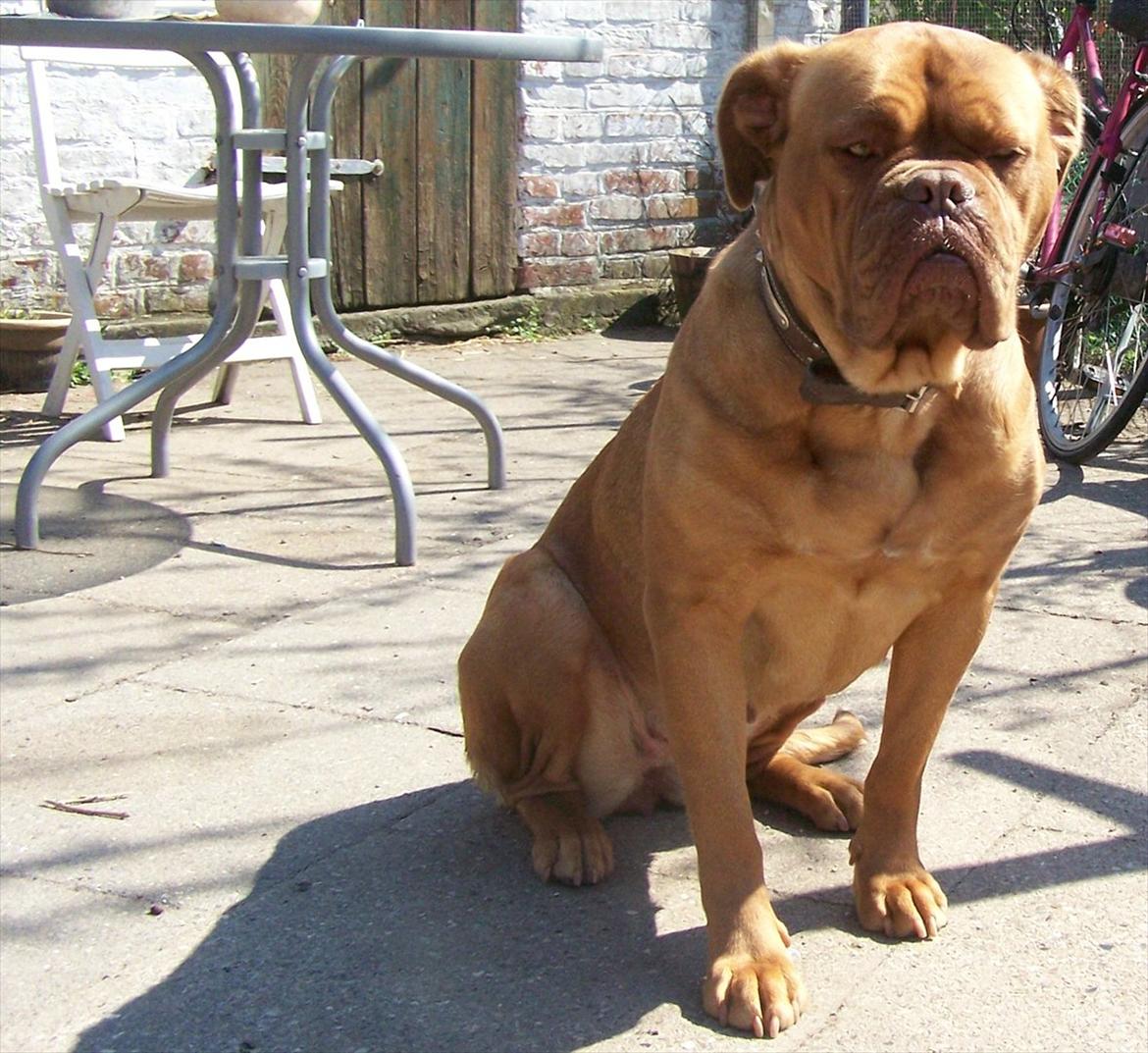 Dogue de bordeaux Ronja - Maj 2011 billede 20