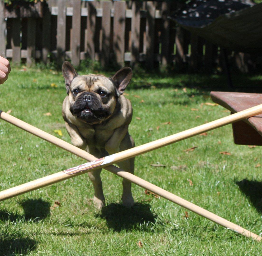 Fransk bulldog Carlo The CharmingBulldog - Selv når jeg springer er jeg nuttet at se på! billede 14