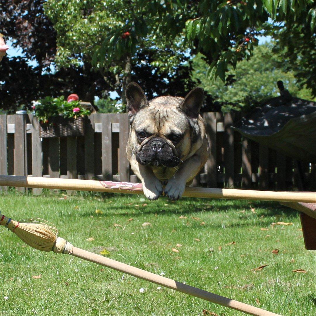 Fransk bulldog Carlo The CharmingBulldog - Jeg flyver !! billede 15