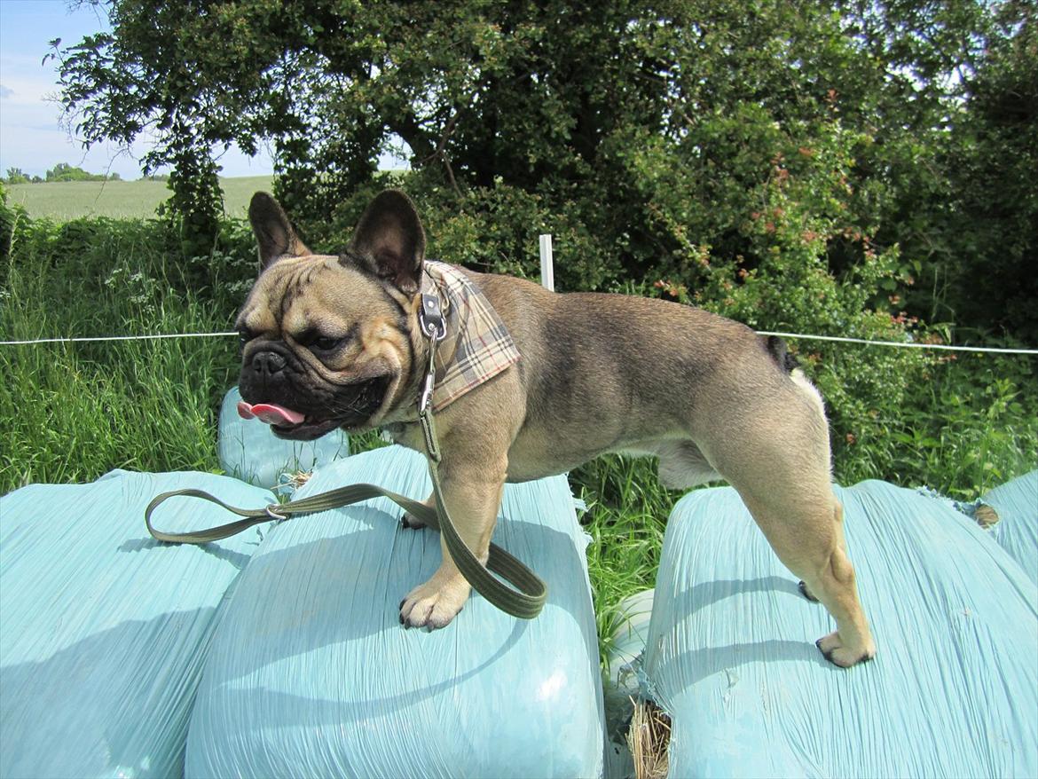 Fransk bulldog Carlo The CharmingBulldog - "lige til en udstilling" ;) billede 16