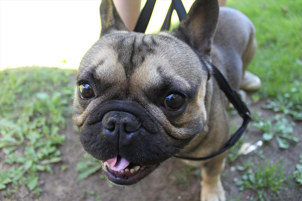 Fransk bulldog Carlo The CharmingBulldog - "HA!, Jeg er NUTTET! " :) billede 17