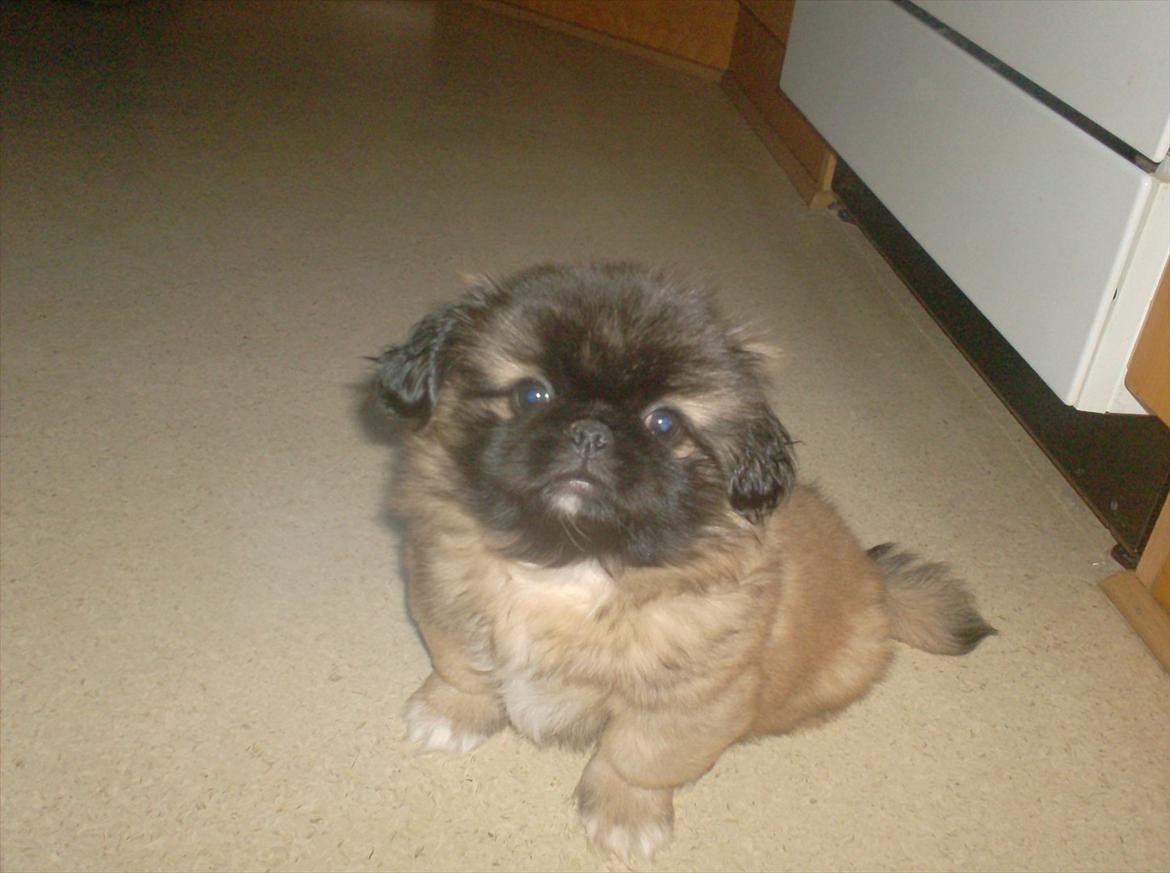 Pekingeser Benn - Her sidder jeg og venter på servering! billede 12