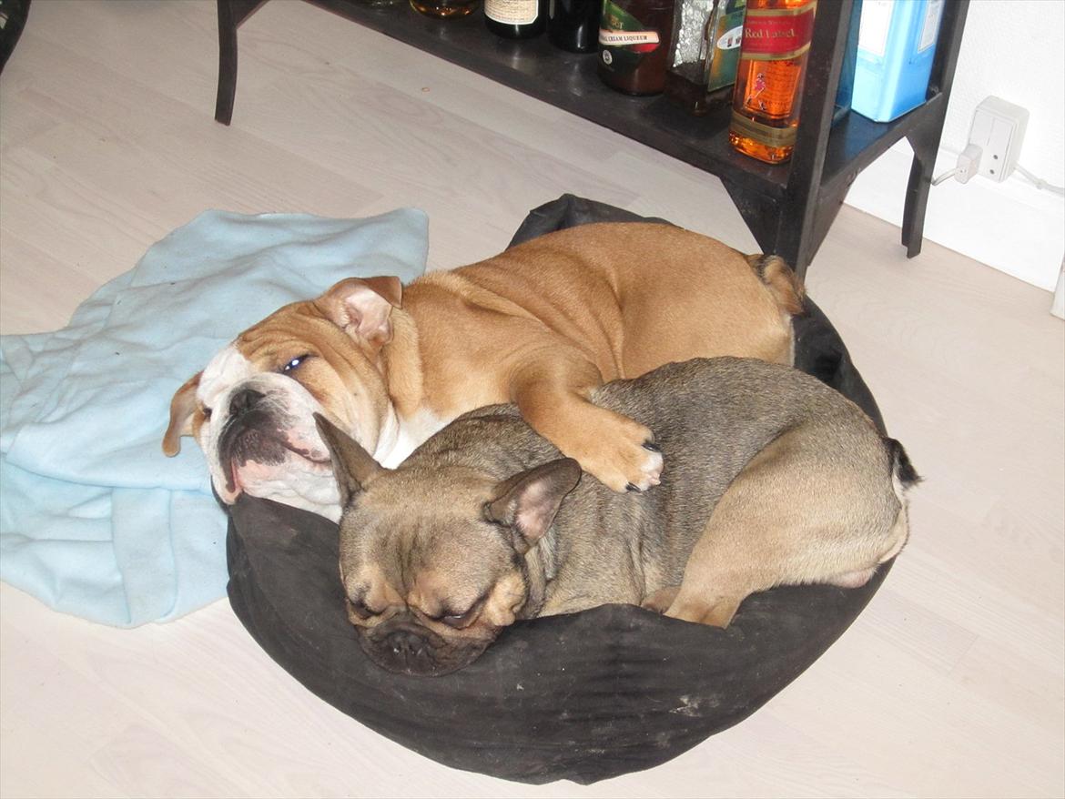 Fransk bulldog Carlo The CharmingBulldog - "Mig og min gamle bofælle Albert i den lille kurv :)" billede 18