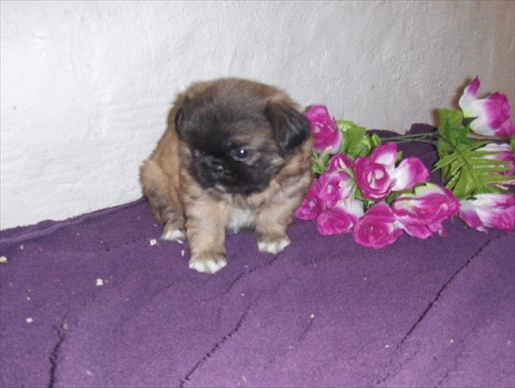 Pekingeser Benn - Her er jeg kun 5 uger, og er jo ikke flyttet endnu billede 3