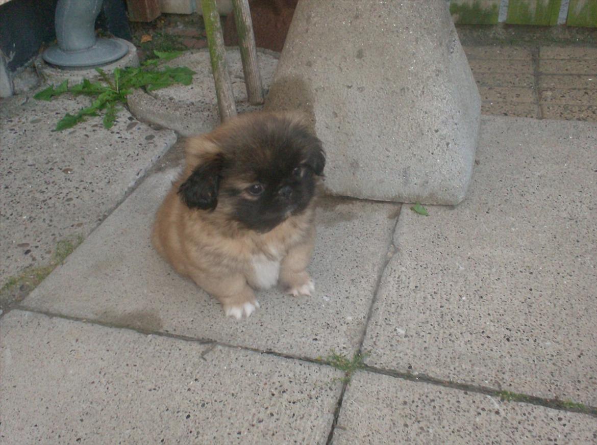 Pekingeser Benn - Ude i gården i blæsevejr. Det er sjovt! billede 4