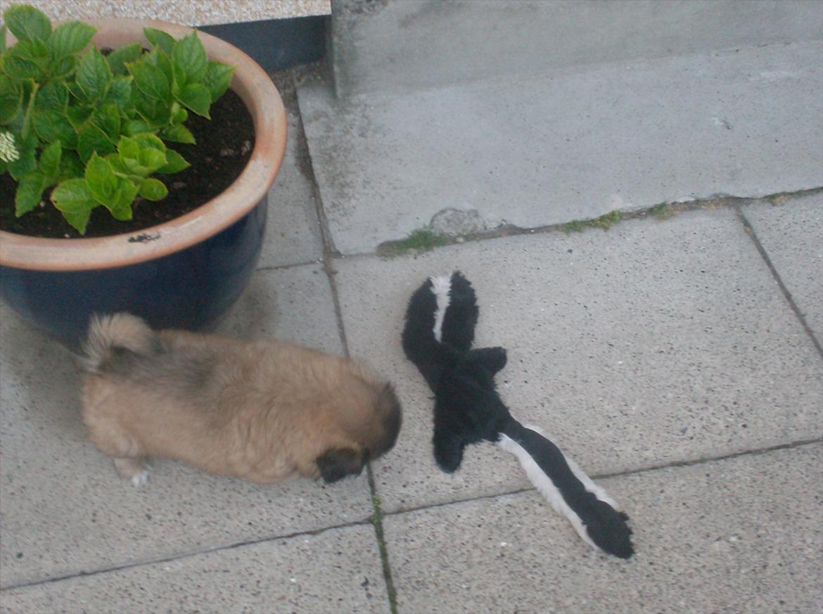 Pekingeser Benn - Mit stinkdyr er tyndere end mig, Mon man ikke får noget at spise her? billede 5