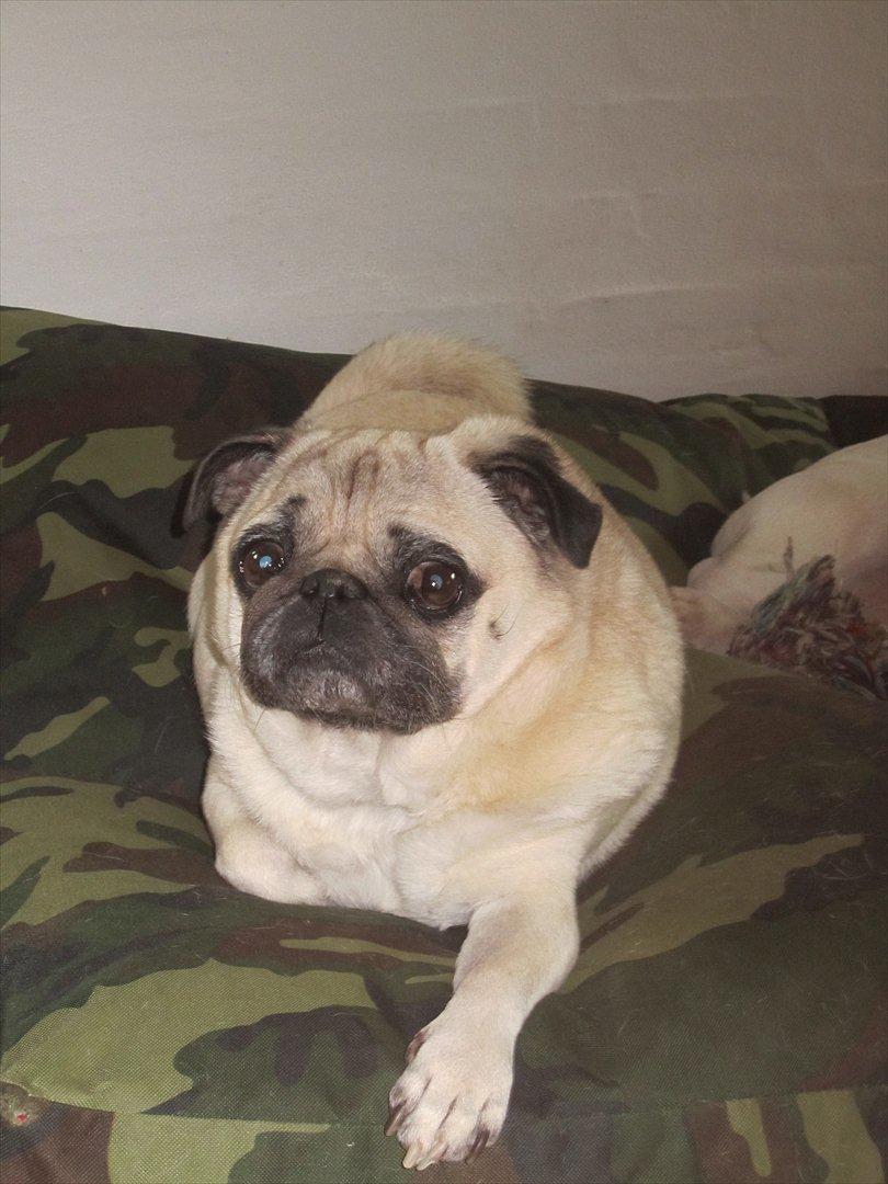 Mops Bonzo - Jeg er sød ik? billede 16