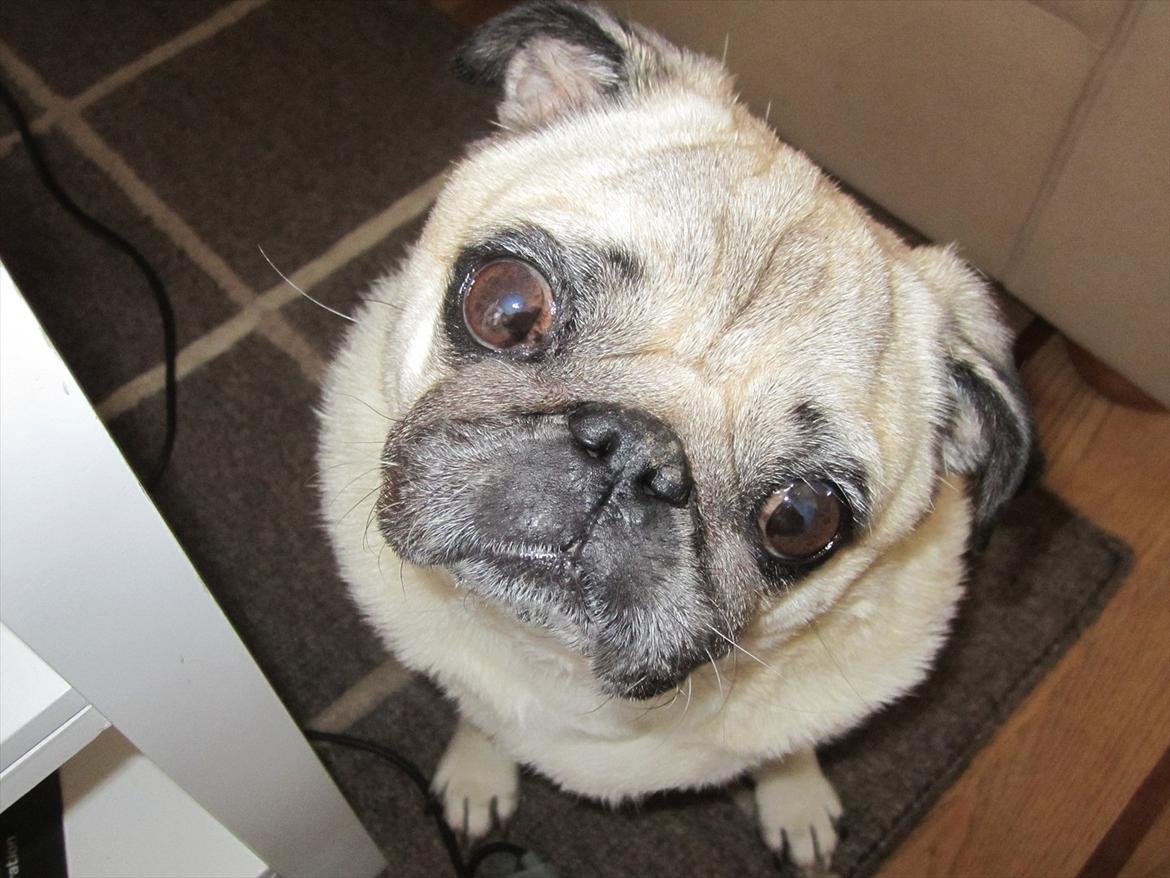 Mops Bonzo - Er jeg ikke sød? billede 17