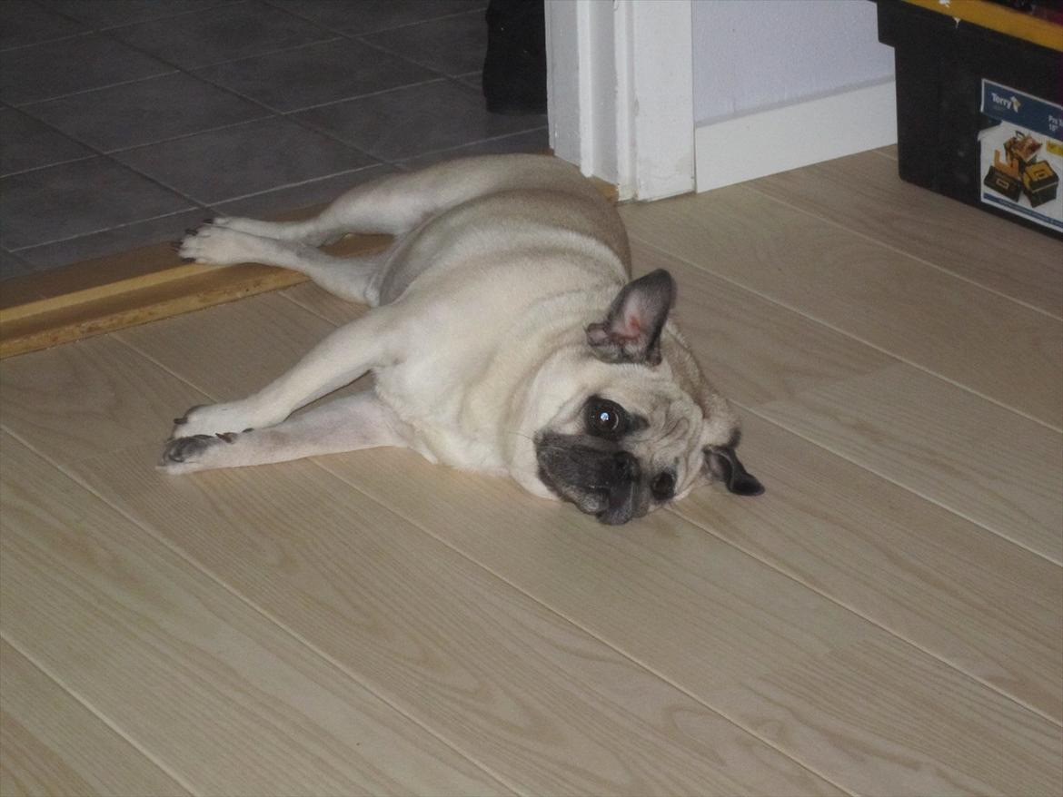 Mops Bonzo billede 18