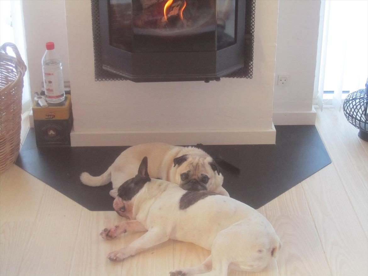 Mops Bonzo - Walter er min nye hovedpude :) billede 19