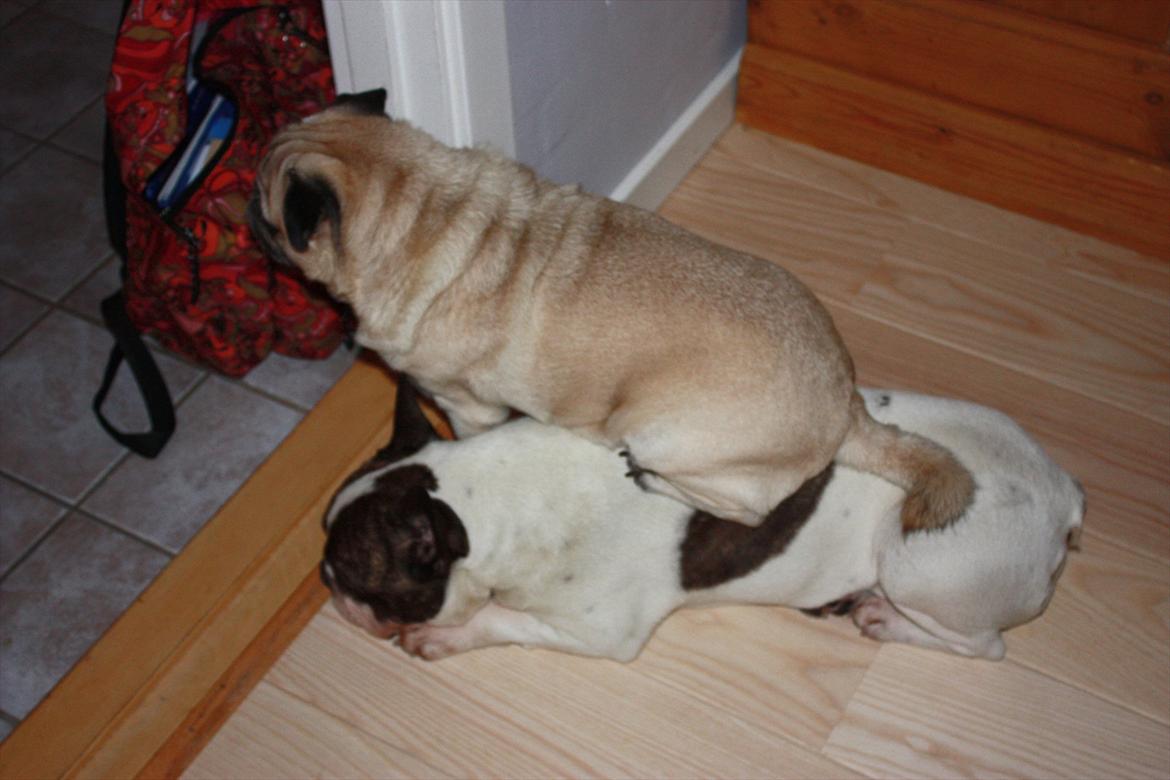 Mops Bonzo - Han er også min stol :) billede 20