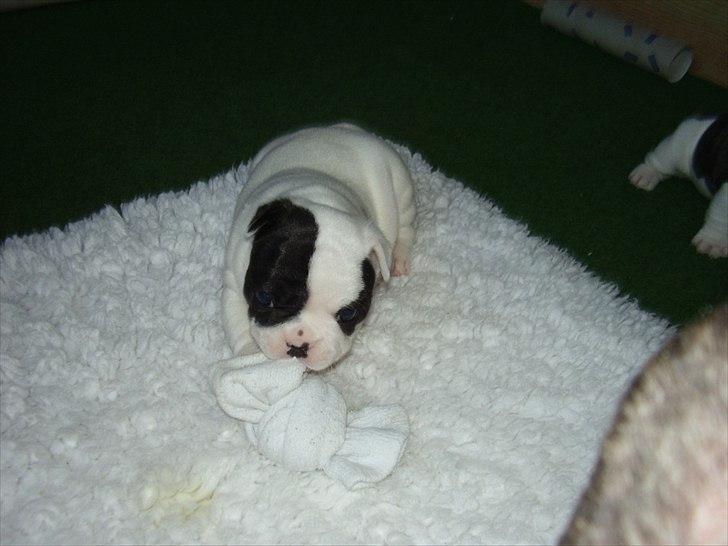 Fransk bulldog Lancomes Frederikke aka Alba - 5 uger billede 1