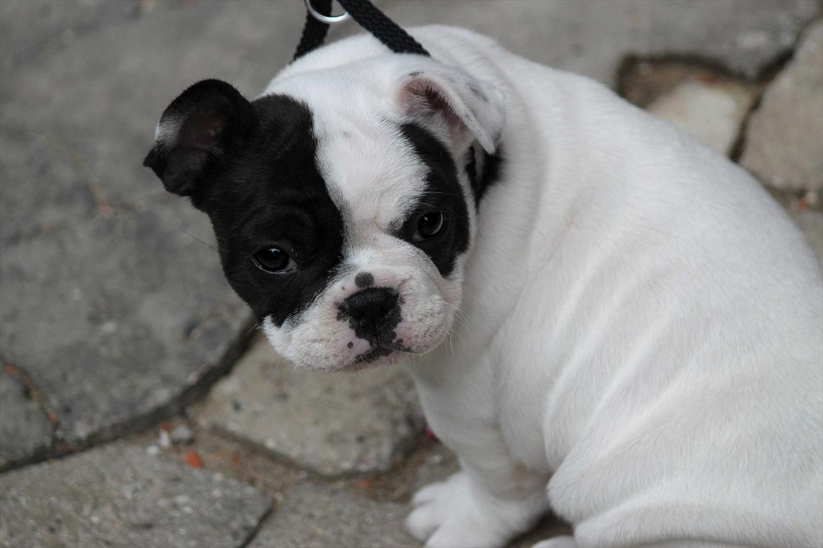 Fransk bulldog Lancomes Frederikke aka Alba - 8 uger billede 2