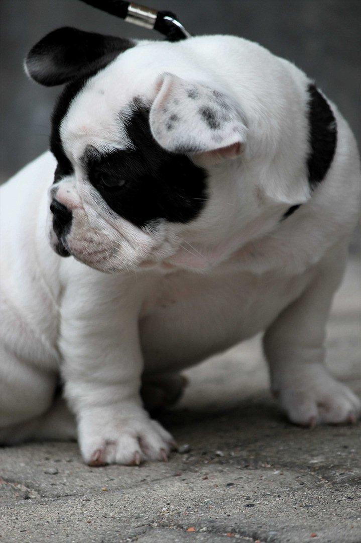 Fransk bulldog Lancomes Frederikke aka Alba - 8 uger billede 3