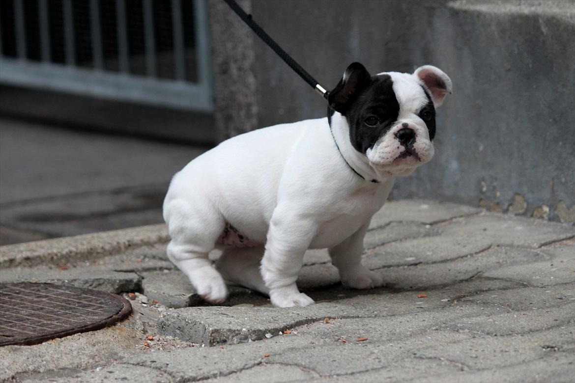 Fransk bulldog Lancomes Frederikke aka Alba - 8 uger billede 4