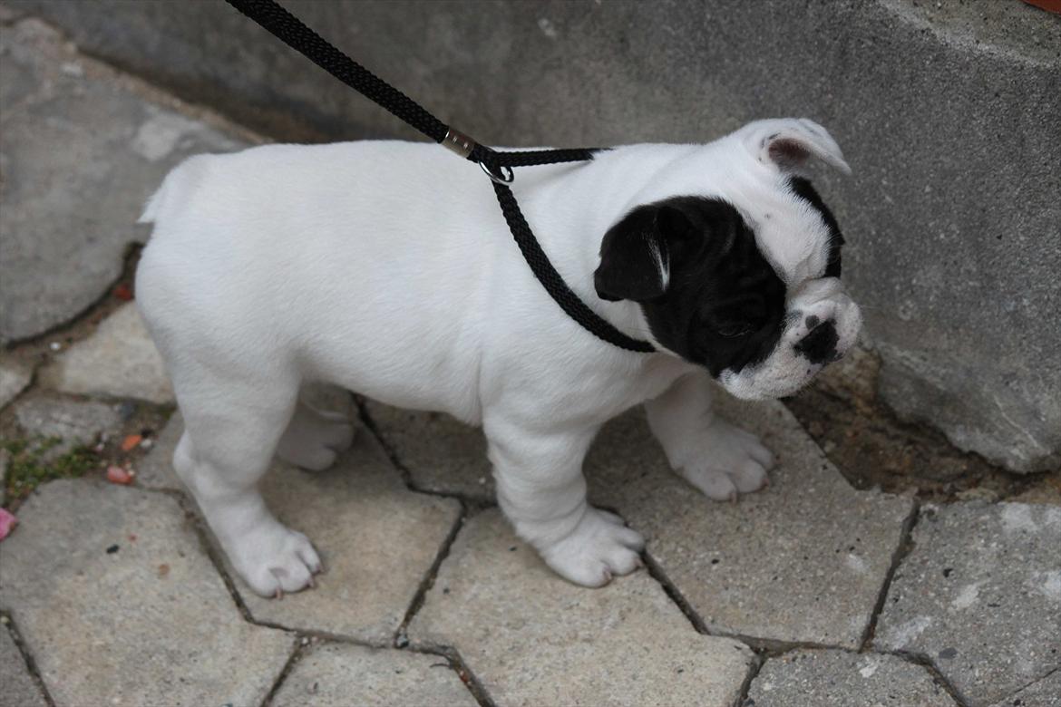 Fransk bulldog Lancomes Frederikke aka Alba - 8 uger billede 5