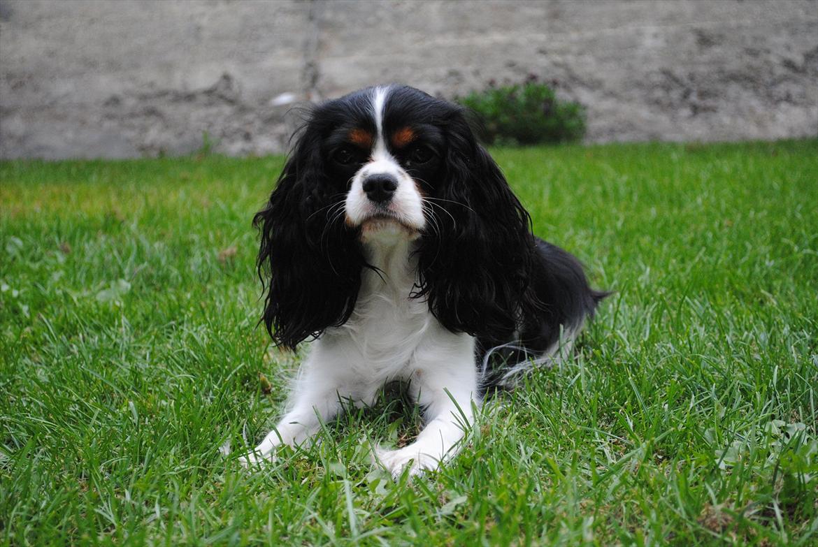 Cavalier king charles spaniel Cuba billede 20