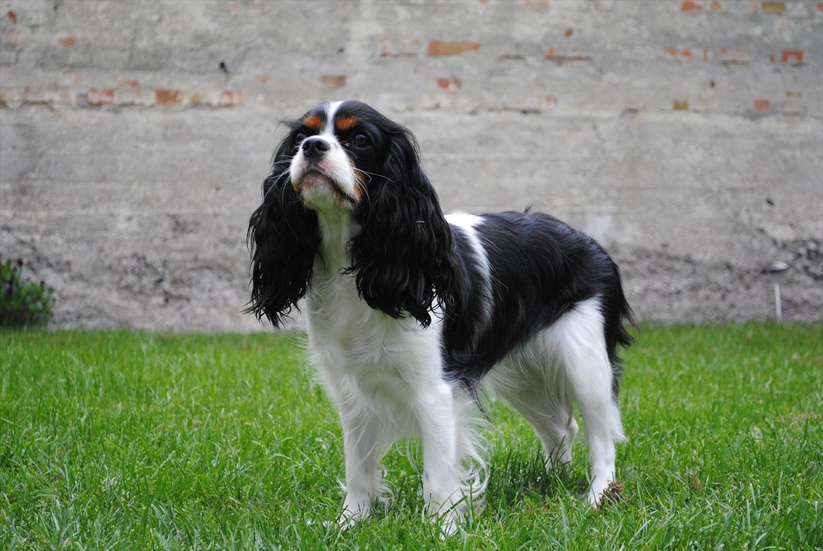 Cavalier king charles spaniel Cuba billede 7