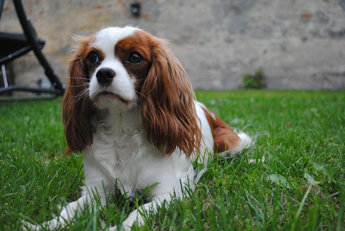 Cavalier king charles spaniel nala billede 7