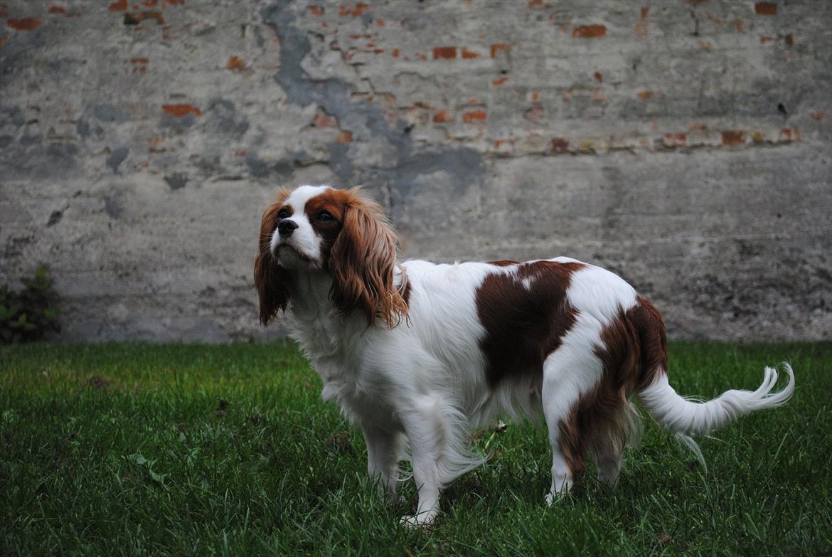 Cavalier king charles spaniel nala billede 19