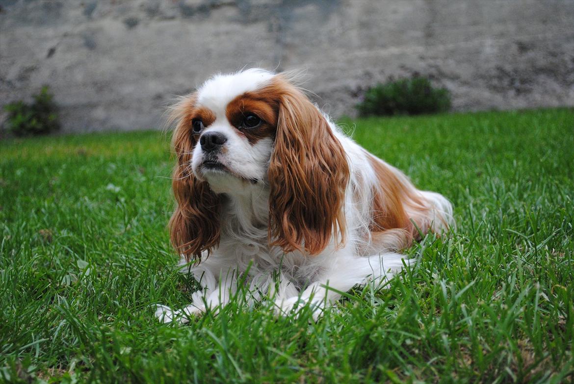 Cavalier king charles spaniel milo billede 5