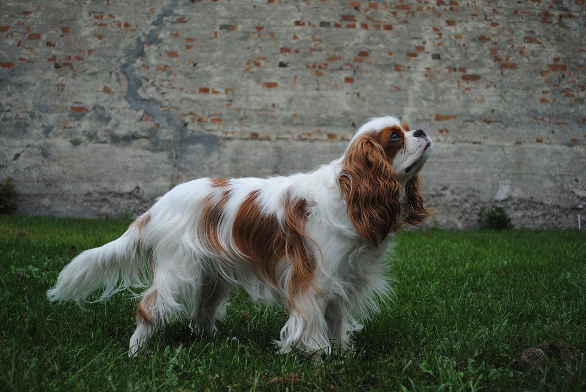 Cavalier king charles spaniel milo billede 19