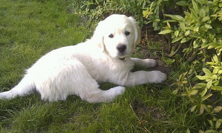 Golden retriever Spencer billede 1