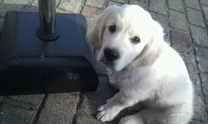 Golden retriever Spencer billede 3