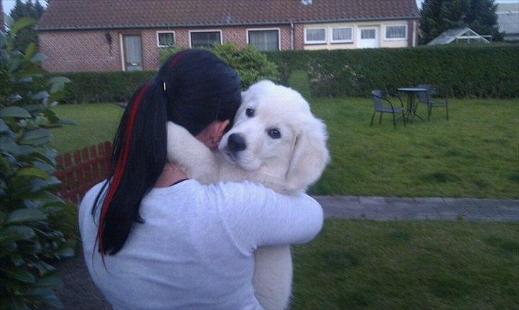 Golden retriever Spencer billede 4