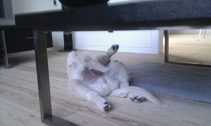 Golden retriever Spencer billede 5