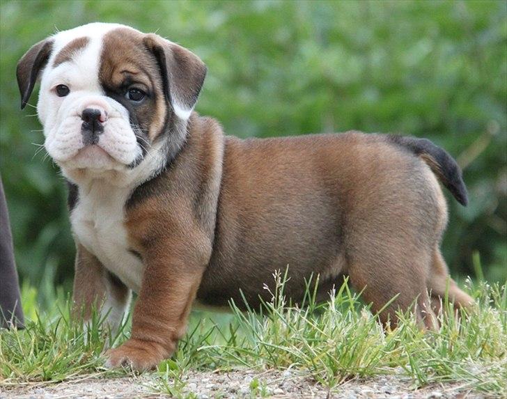 Engelsk bulldog Emma billede 4