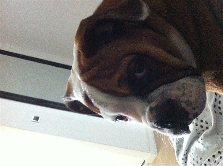 Engelsk bulldog Emma billede 5