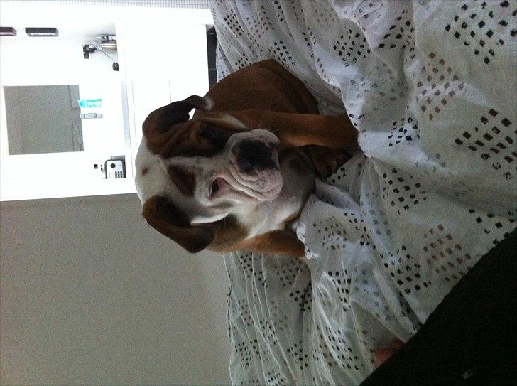 Engelsk bulldog Emma billede 6