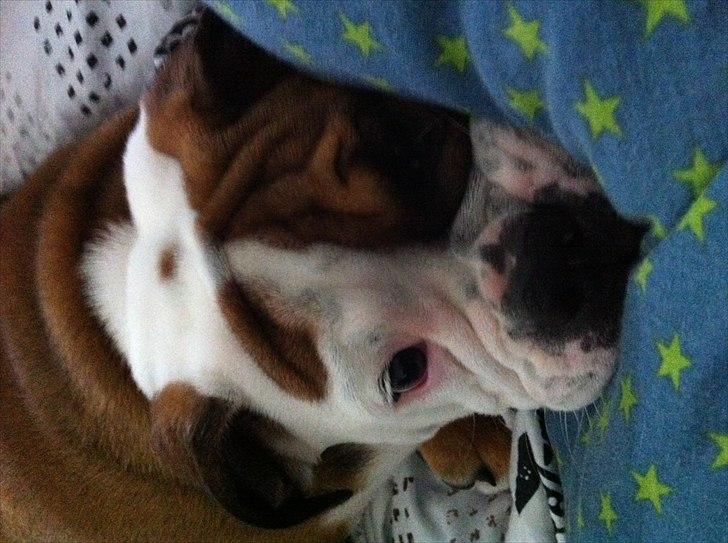 Engelsk bulldog Emma billede 7