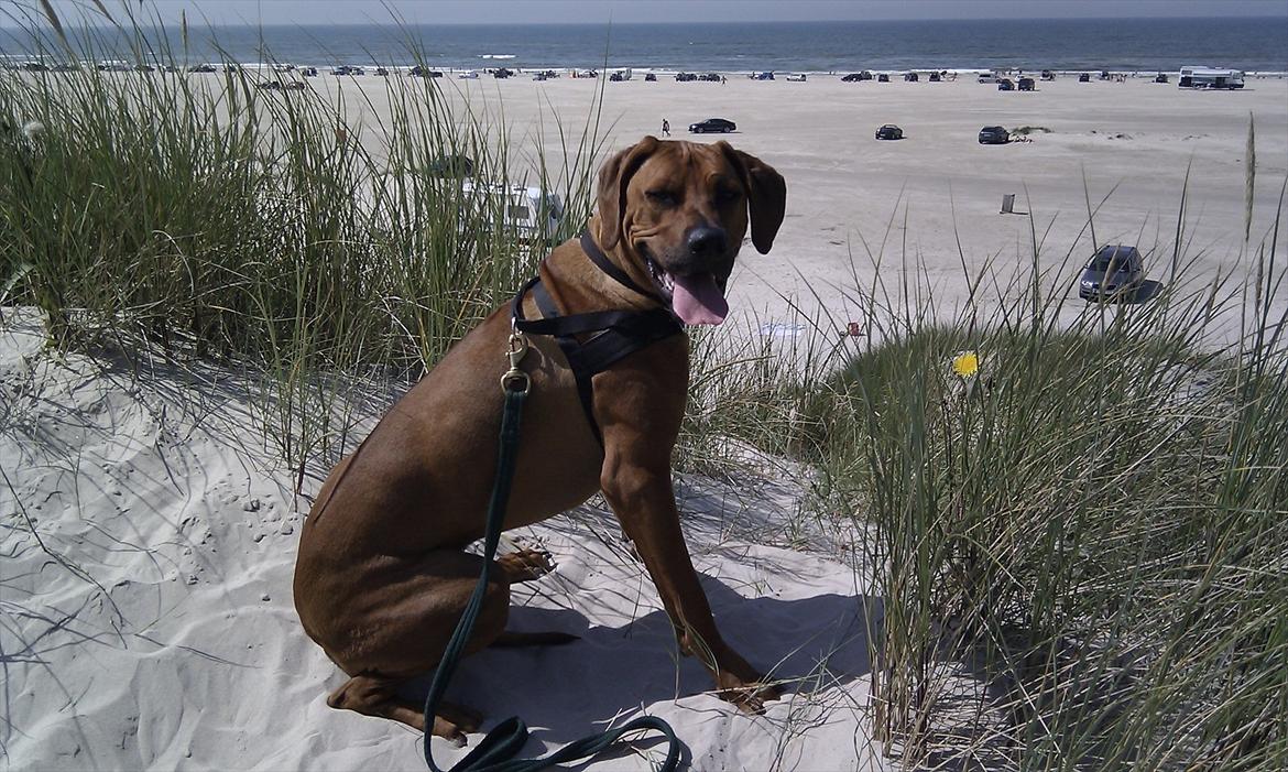 Rhodesian ridgeback       "Bhara Bhara" Jengo billede 13