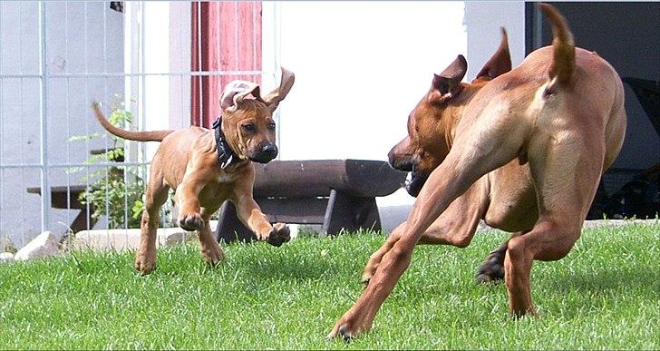 Rhodesian ridgeback       "Bhara Bhara" Jengo - Leger med Casja billede 14