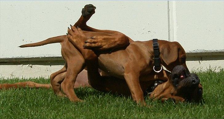 Rhodesian ridgeback       "Bhara Bhara" Jengo - Leger med Casja billede 15